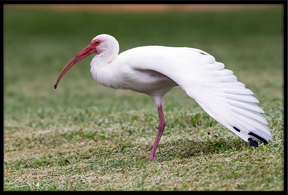 White Ibis