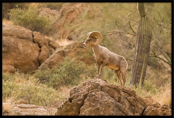 Desert Bighorn Ram