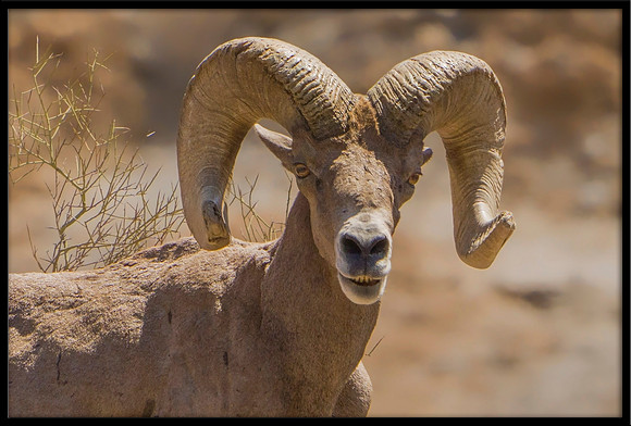 Desert Bighorn Ram