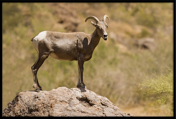 Desert Bighorn Young Ram
