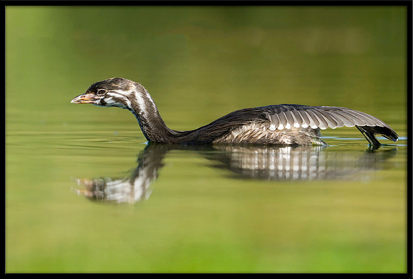 Pied-billed Grebe