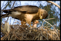 Cooper's Hawk feeding chick in nest