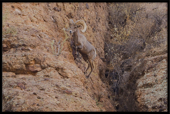 Desert Bighorn Ram