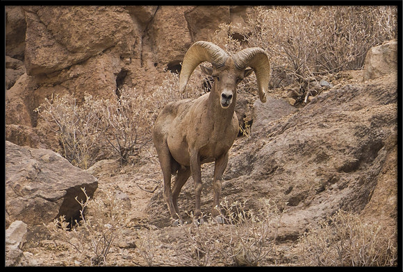Desert Bighorn Ram