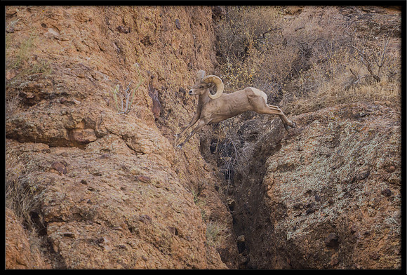 Desert Bighorn Ram