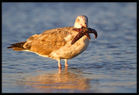 Misc Gulls