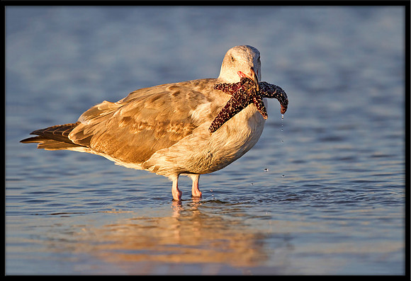 Gull with Starfish