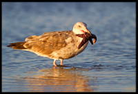 Gull with Starfish