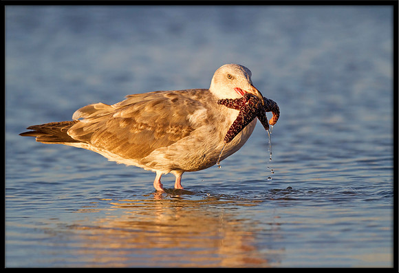Gull with Starfish