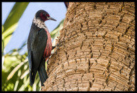 Lewis's Woodpecker