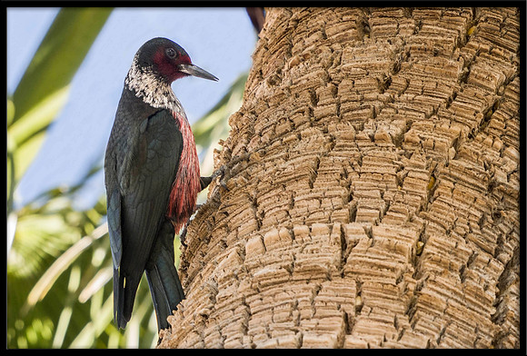 Lewis's Woodpecker