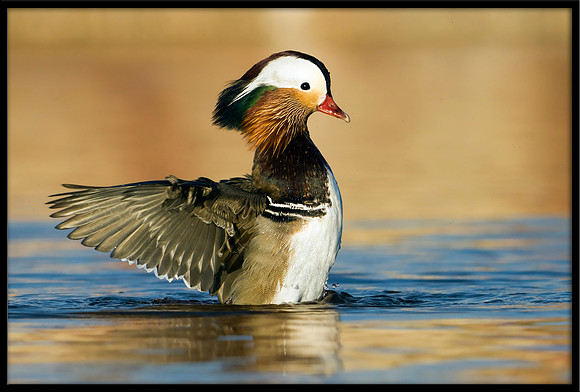 Mandarin Duck