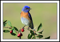 Western Bluebird