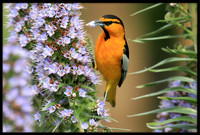 Bullocks Oriole