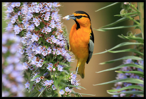 Bullocks Oriole