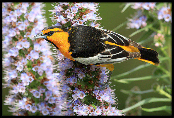 Bullocks Oriole