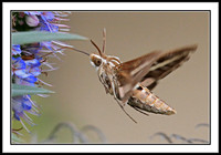 White-lined Sphinx Hummingbird Moth