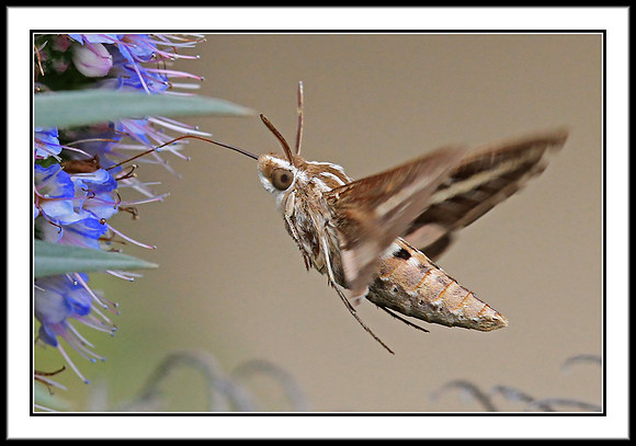 White-lined Sphinx Hummingbird Moth