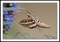 White-lined Sphinx Hummingbird Moth