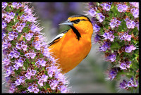 Orioles