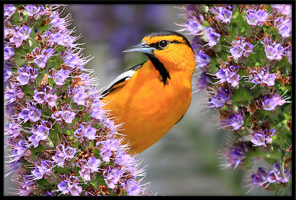 Bullocks Oriole