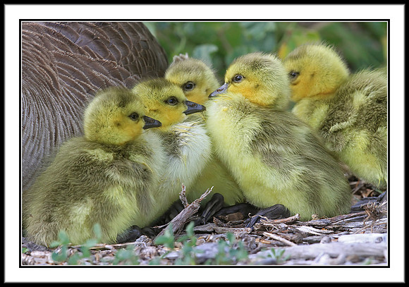 Canada Goslings