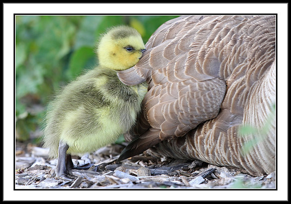 Canada Gosling