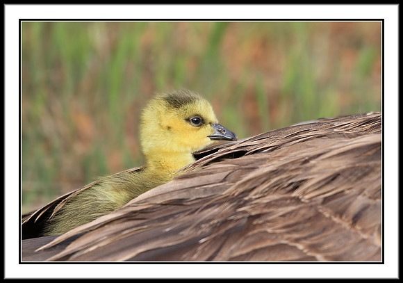 Canada Gosling riding on Mom's back