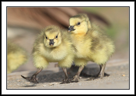 Canada Goslings