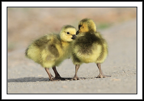 Canada Goslings