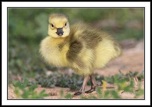 Canada Gosling