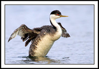 Western Grebe