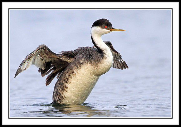 Western Grebe