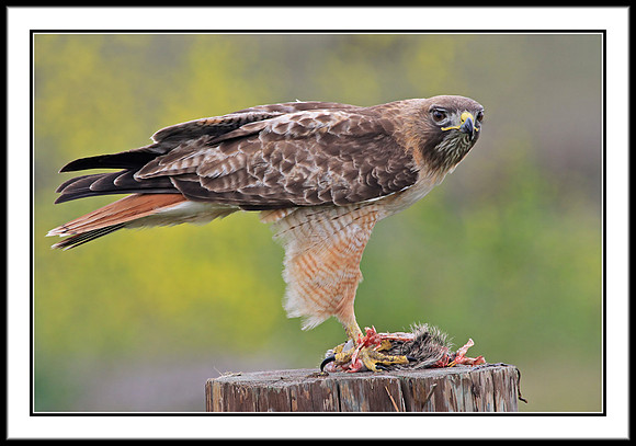 Red-tailed Hawk with prey