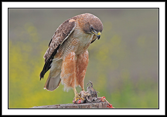 Red-tailed Hawk with prey