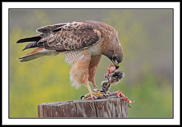 Red-tailed Hawk with prey