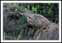 American Bittern with Crayfish
