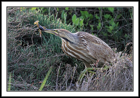 American Bittern with Crayfish