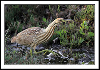 American Bittern