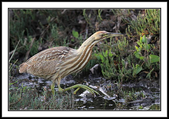 American Bittern