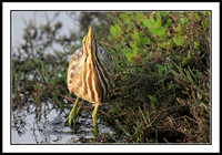American Bittern