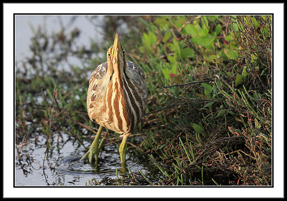 American Bittern