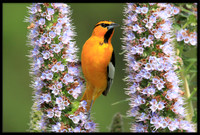 Bullocks Oriole