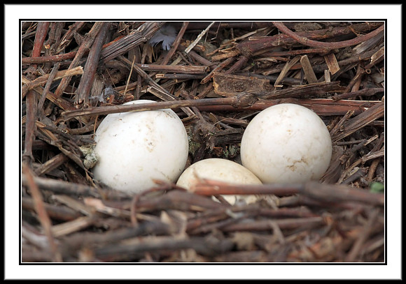 Canada Goose eggs