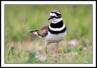 Killdeer