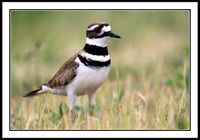 Killdeer