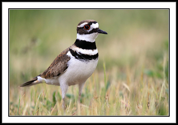 Killdeer