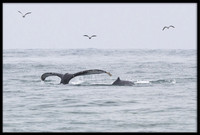 Humpback Whale