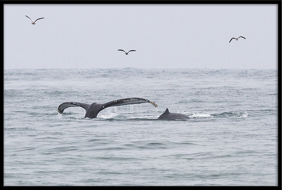 Humpback Whale