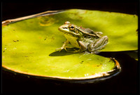 Rio Grande Leopard Frog